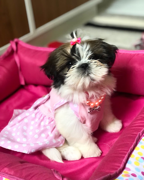 Foto 3 Boutique Dupet Pet Shop