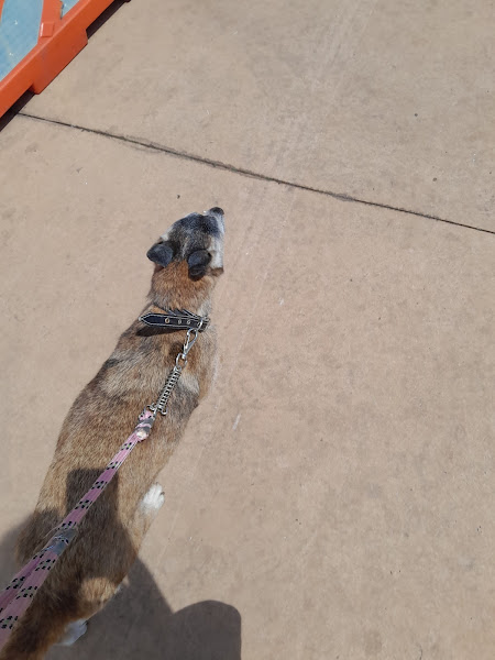 Foto 2 Cao Gato & Cia