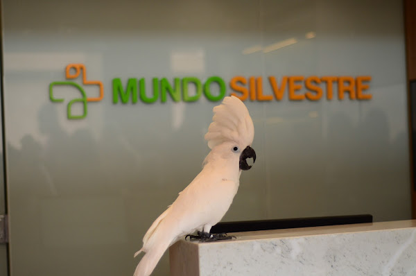 Mundo Silvestre - Medicina de Animais Silvestres e Exóticos