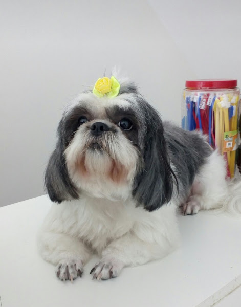 Banho e tosa 313 sul