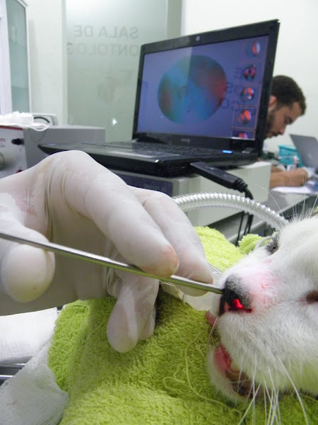 Foto 3 Hospital Veterinário Veterinari