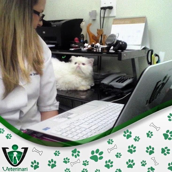Foto 4 Hospital Veterinário Veterinari