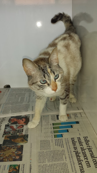 Foto 2 Hospital Veterinário Oliver Fax