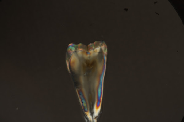 Foto 1 Exitus odontologia especializada