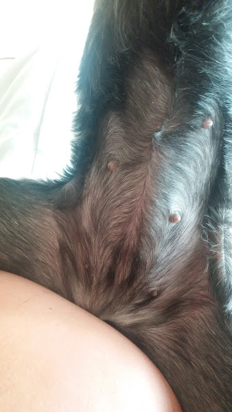 Foto 1 Agropecuária 2 Cachorros