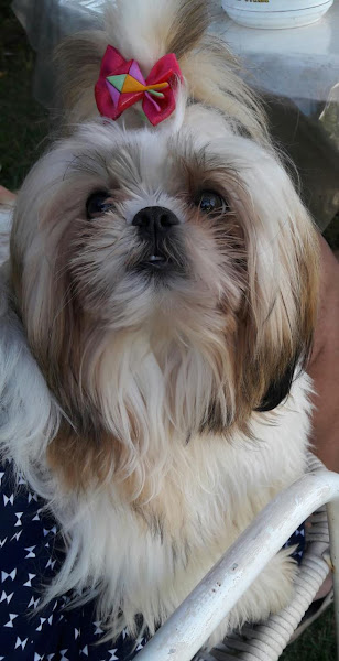 Foto 1 Agropet campos