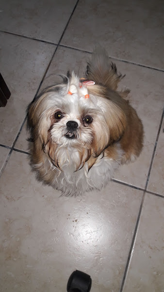 Foto 2 Agropet campos