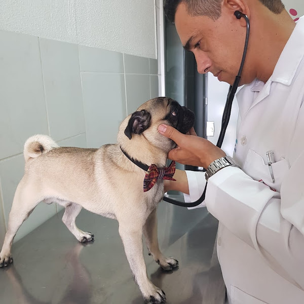 Foto 3 Consultório veterinário e Boutique Dupet