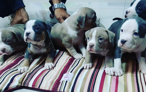 Foto 5 Consultório veterinário e Boutique Dupet