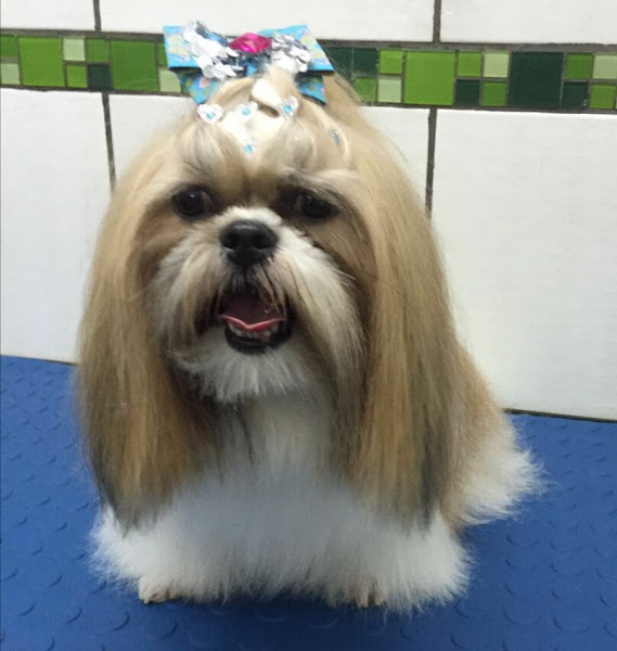 Foto 6 Consultório veterinário e Boutique Dupet