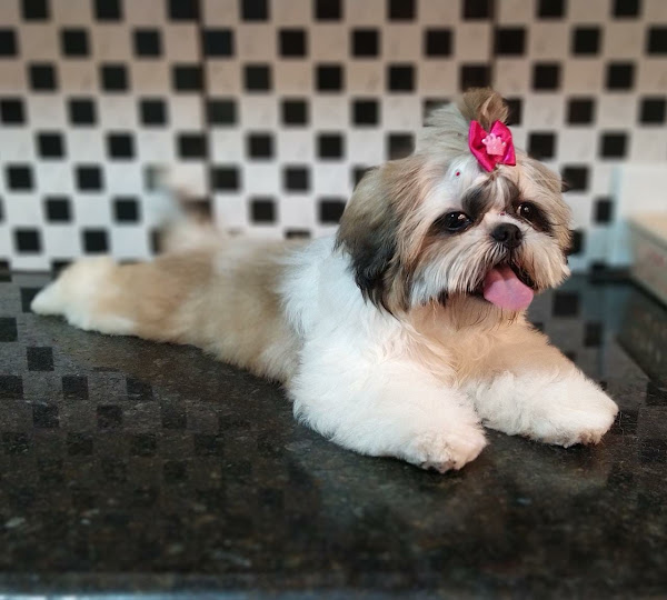 Clínica Palazzo Pet e Vet 24 horas - Ceilândia Clínica Palazzo Pet e Vet 24 horas - Ceilândia