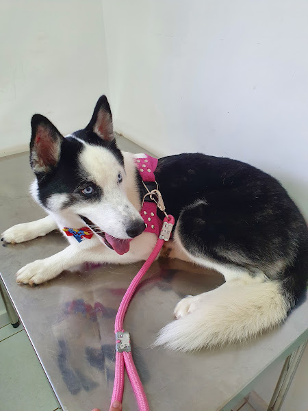 Foto 1 Clínica Palazzo Pet e Vet 24 horas - Ceilândia