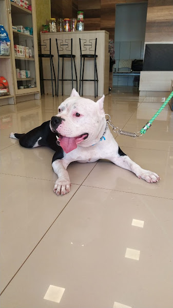 Foto 2 Clínica Palazzo Pet e Vet 24 horas - Ceilândia