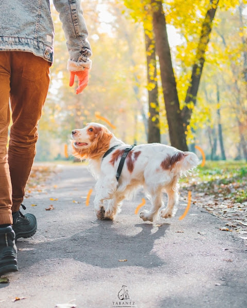 Foto 2 Clínica Veterinária Tabanez Asa Norte: Check Up Pet, Emergência Pet Brasília DF