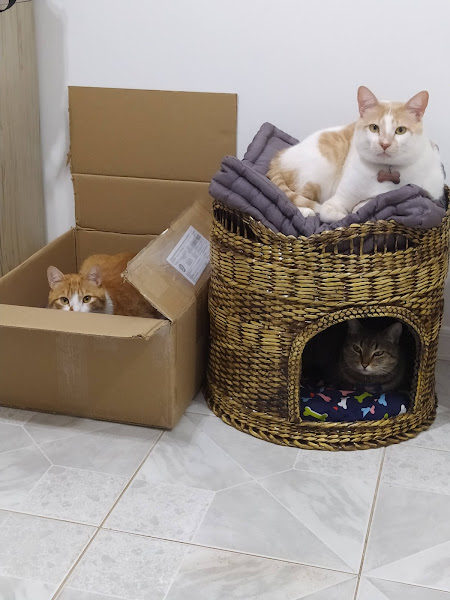 Clínica Veterinária Valéria Silva