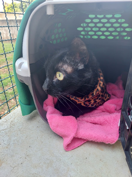 Foto 4 Hospital Veterinário - UnB