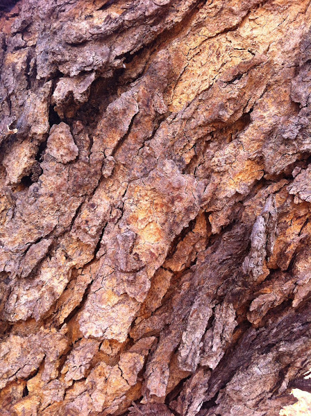 Foto 6 Hospital Veterinário - UnB