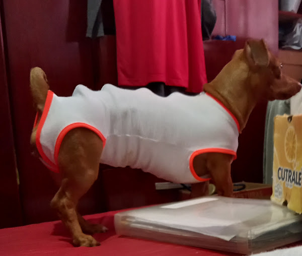 Foto 1 Clínica Veterinária dos Reis