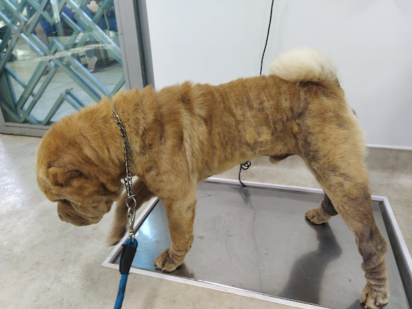 Foto 2 Pet Especialidades