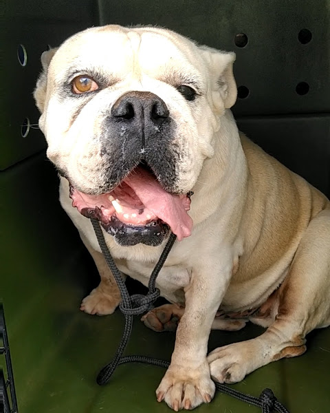 Foto 3 Pet Especialidades