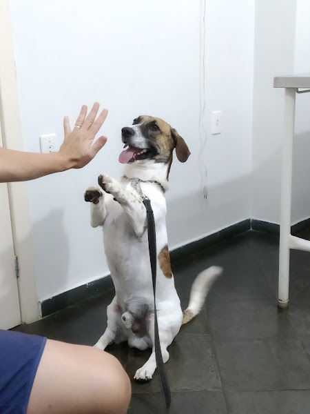 Foto 1 Clínica Veterinária Pró Saúde - @clinicaveterinariaprosaude