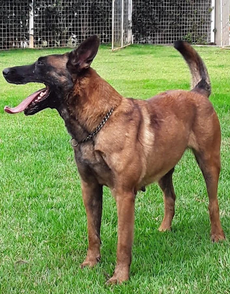 Foto 2 Clínica Veterinária Pró Saúde - @clinicaveterinariaprosaude