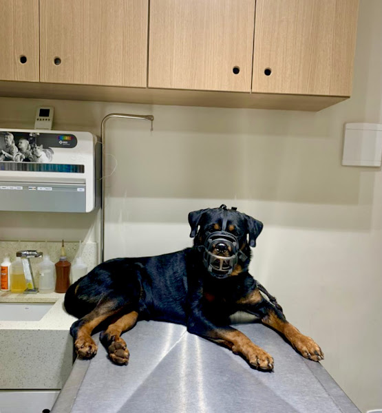 Foto 2 Clínica Veterinária Drª. Lia Guaraciaba - 311 Norte