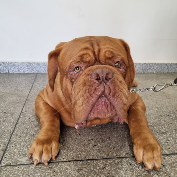 Foto 3 Complexo Veterinário Park Sul