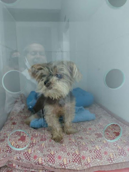 Foto 5 Complexo Veterinário Park Sul