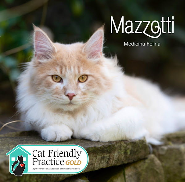 Giovana Mazzotti Medicina Felina