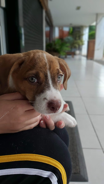 Foto 2 Scan - Octogonal