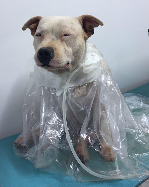 Foto 2 Caanes Acupuntura Veterinária