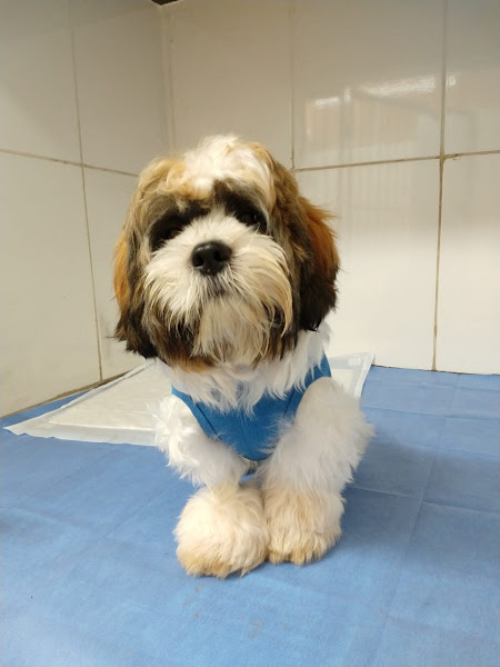 Foto 1 CVET - Centro Integrado de Medicina Veterinária