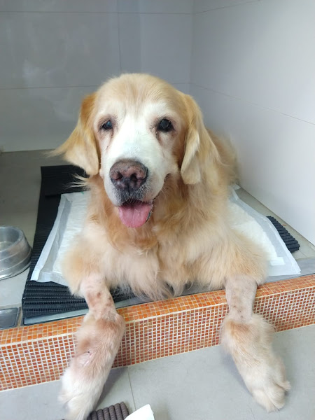 Foto 2 CVET - Centro Integrado de Medicina Veterinária