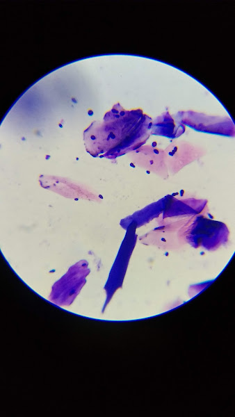 Foto 2 Clinica Vet Saúde