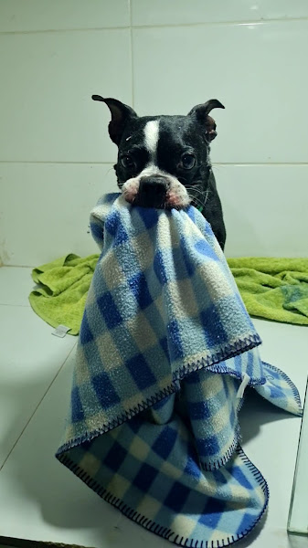 Foto 2 Clínica Veterinária na Asa Norte 24 Horas - Movimento Animal Asa Norte