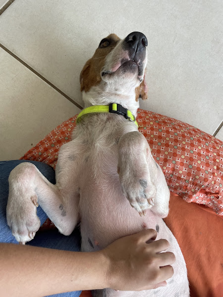 Foto 1 Vet Way Clínica Veterinária