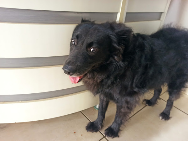 Foto 2 Vet Way Clínica Veterinária