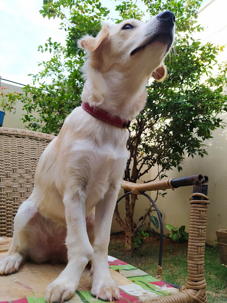 Foto 3 Vet Way Clínica Veterinária