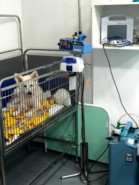 Foto 1 Clinica Veterinária Intensivet