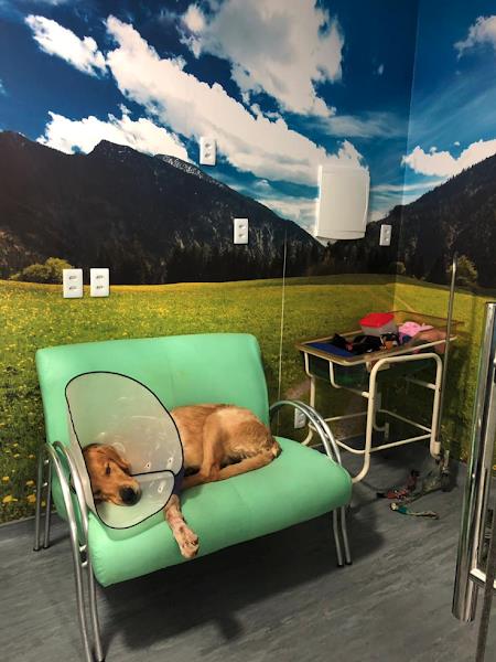 Foto 2 Clinica Veterinária Intensivet