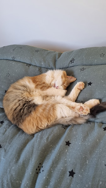 Foto 3 DOM ANIMAL CENTRO CLÍNICO E ESTÉTICA ANIMAL