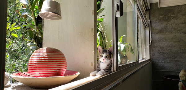 Foto 4 DOM ANIMAL CENTRO CLÍNICO E ESTÉTICA ANIMAL