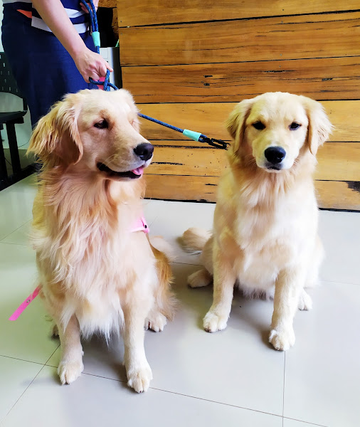 My Vet - Centro Veterinário