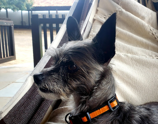 Foto 2 My Vet - Centro Veterinário