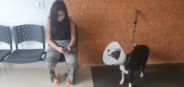 Foto 3 My Vet - Centro Veterinário