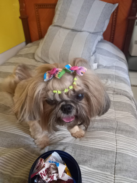 Foto 1 CONVET - Hospital Veterinário especializado em Ortopedia e Neurologia