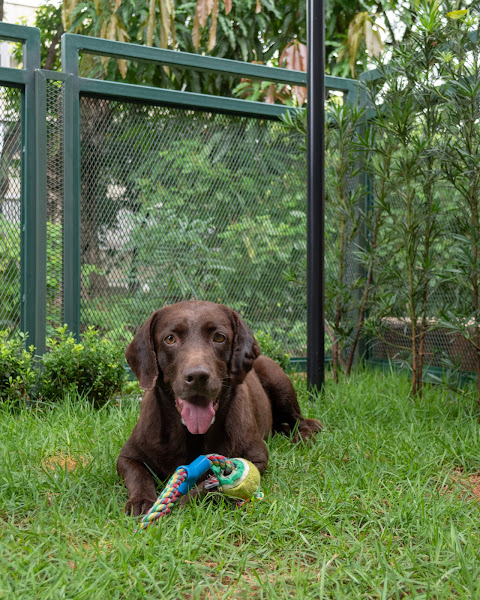 Foto 2 Clínica Veterinária Bianca Lorenzetti Asa Sul: Veterinário em Brasília DF