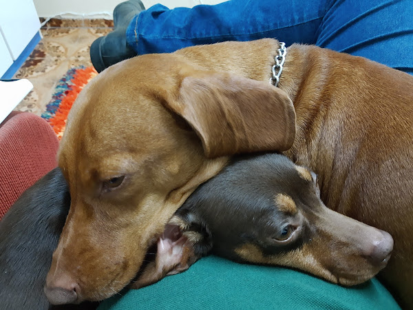 Clinica Veterinária Tribo Do Cão Clinica Veterinária Tribo Do Cão