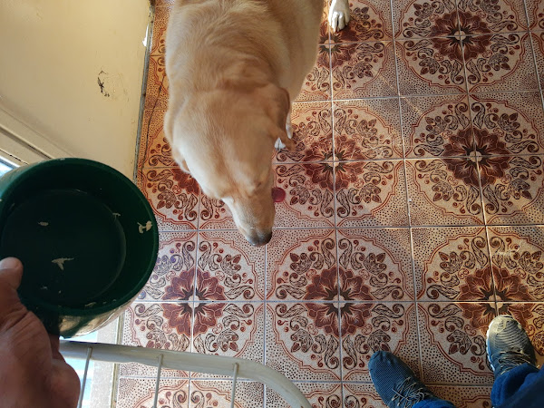 Foto 1 Clinica Veterinária Tribo Do Cão